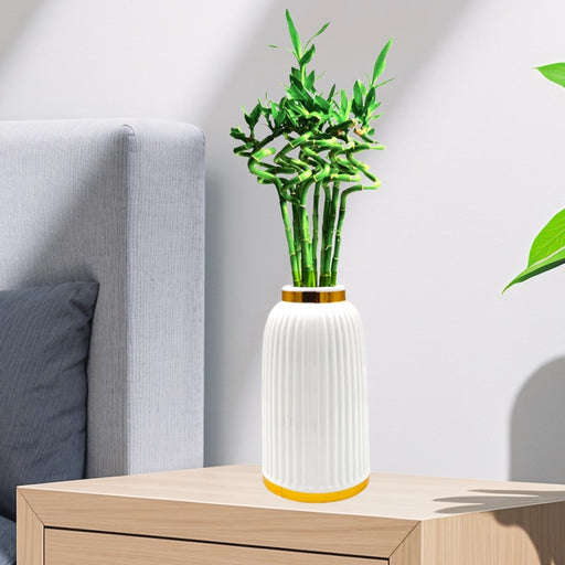 Lucky Bamboo | Indoor Bamboo Plants Sticks, Water indoor bamboo | الخيزران محظوظا - Greensouq - 