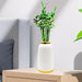 Lucky Bamboo | Indoor Bamboo Plants Sticks, Water indoor bamboo | الخيزران محظوظا - Greensouq - 