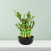 Lucky Bamboo Steps - Greensouq - 