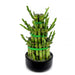 Lucky Bamboo Steps - Greensouq - 