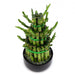 Lucky Bamboo Steps - Greensouq - 