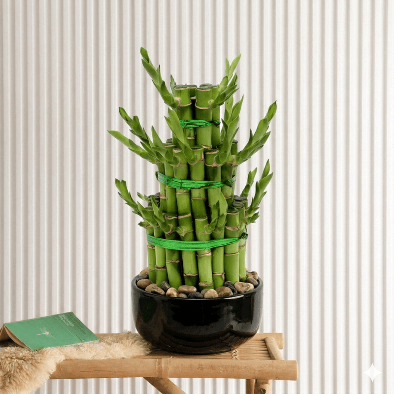 Lucky Bamboo Steps | Dubai's Favorite indoor Plant! - Greensouq - 