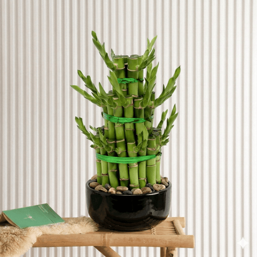 Lucky Bamboo Steps | Dubai's Favorite indoor Plant! - Greensouq - 