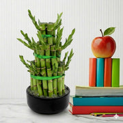 Lucky Bamboo Steps | Dubai's Favorite indoor Plant! - Greensouq - 