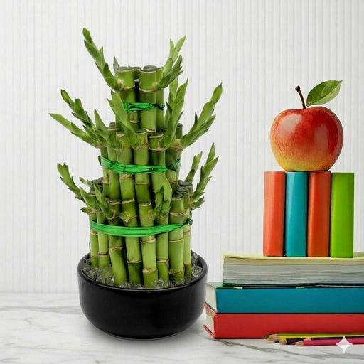 Lucky Bamboo Steps | Dubai's Favorite indoor Plant! - Greensouq - 