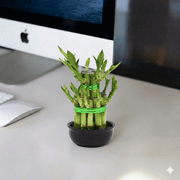 Lucky Bamboo Steps | Dubai's Favorite indoor Plant! - Greensouq - 