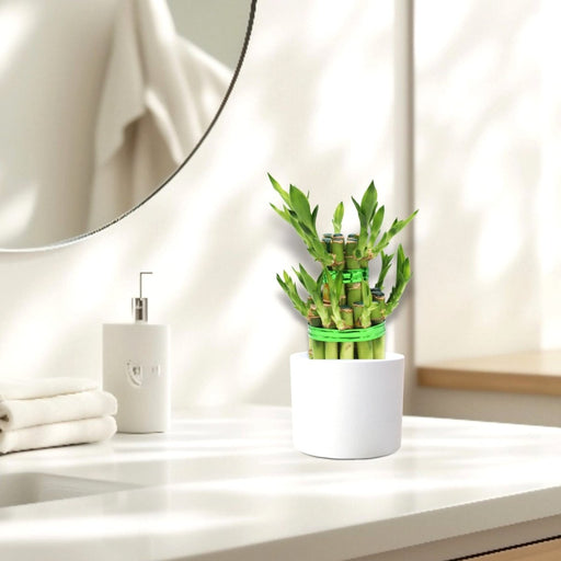 Lucky Bamboo Steps in white ceramic Pot - Greensouq - 