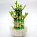 Lucky Bamboo Two Step in Transparent pot - Greensouq - 