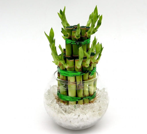 Lucky Bamboo Two Step in Transparent pot - Greensouq - 