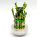 Lucky Bamboo Two Step in Transparent pot - Greensouq - 