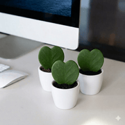 Lucky Heart 5 - 8cm | Dubai's Top Selling Plants! - Greensouq - 