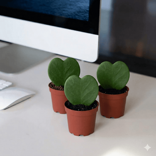 Lucky Heart 5 - 8cm | Dubai's Top Selling Plants! - Greensouq - 