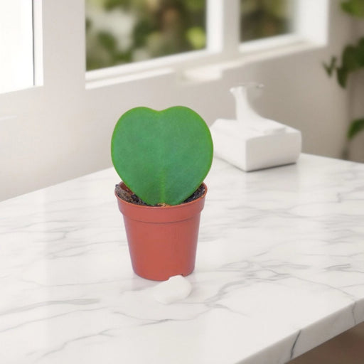 Lucky Heart "Hoya Kerrii" 5 - 8cm - Greensouq - 