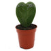 Lucky Heart "Hoya Kerrii" 5 - 8cm - Greensouq - 
