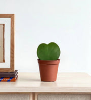 Lucky Heart "Hoya Kerrii" 5 - 8cm - Greensouq - 
