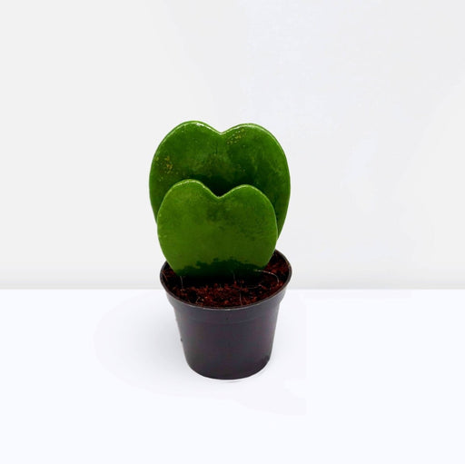 Lucky Heart | Hoya Kerrii | Double Heart | Sweetheart Plant | Valentine Hoya 5 - 10cm Double - Greensouq - 