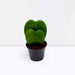 Lucky Heart | Hoya Kerrii | Double Heart | Sweetheart Plant | Valentine Hoya 5 - 10cm Double - Greensouq - 