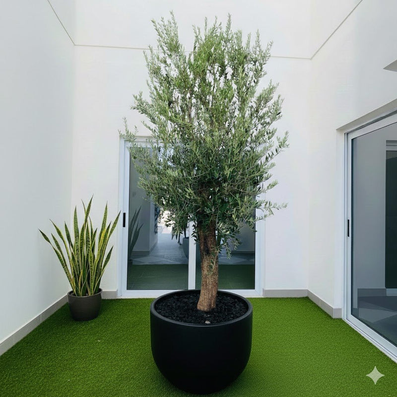 Luxury Mediterranean Olive Tree for Indoor & Patio Decor 1.5 to 2.0m - Greensouq - 