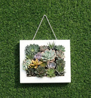 Luxury Succulent Wall Art - Greensouq - 