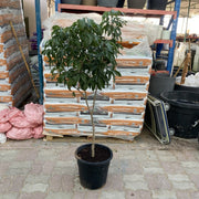 Lychee Plant 1.2 - 1.5m - Greensouq - 