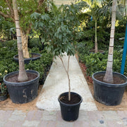 Lychee Plant 1.2 - 1.5m - Greensouq - 