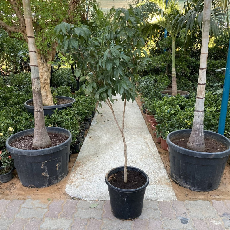 Lychee Plant 1.2 - 1.5m - Greensouq - 