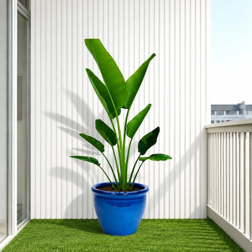Madagascar Traveller's Palm in Rolled Rim Pot size 37x30🪴1.2-1.5m plant - Greensouq -