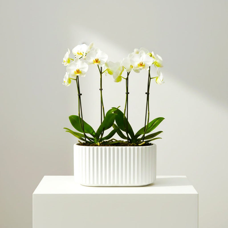 Majestic Duo White Orchid Arrangement (Suitable as Gift) - Greensouq - 