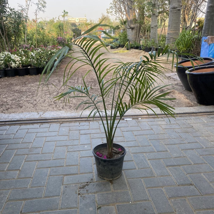 Majestic Palm 80 - 100cm - Greensouq - 