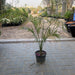 Majestic Palm 80 - 100cm - Greensouq - 