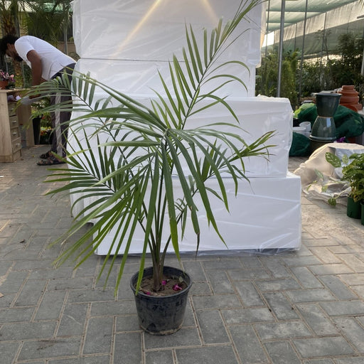 Majestic Palm 80 - 100cm - Greensouq - 