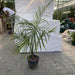 Majestic Palm 80 - 100cm - Greensouq - 