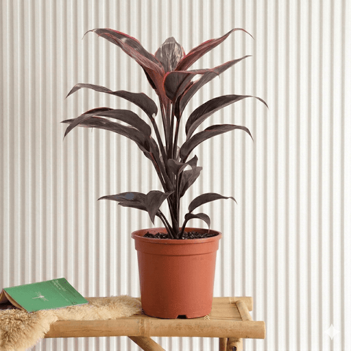 Mambo Cordyline - 25 - 30cm | Dubai's Good Luck Plant! - Greensouq - 
