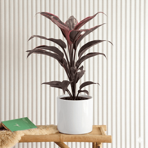 Mambo Cordyline - 25 - 30cm | Dubai's Good Luck Plant! - Greensouq - 