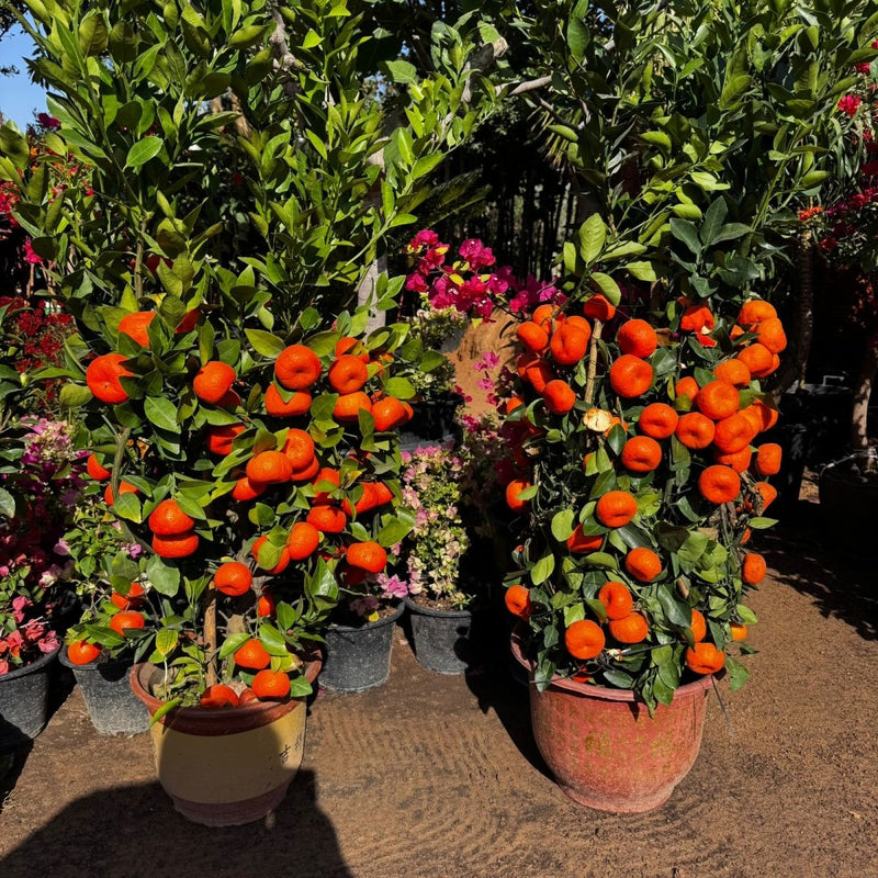 Mandarin Big Fruit Tree in Nursery Pot - Greensouq - 
