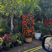 Mandarin Big Fruit Tree in Nursery Pot - Greensouq - 