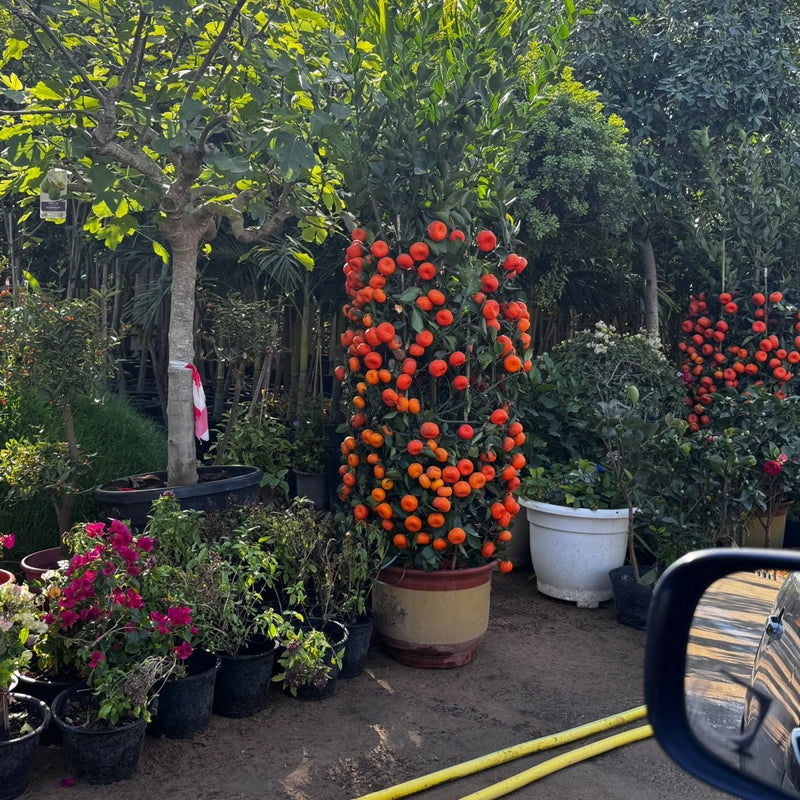 Mandarin Big Fruit Tree in Nursery Pot - Greensouq - 