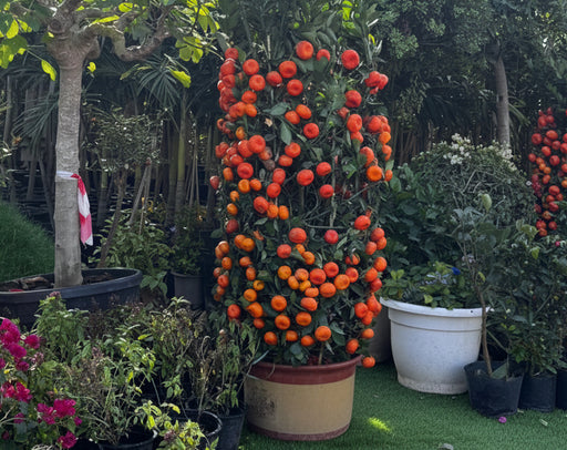 Mandarin Big Fruit Tree in Nursery Pot - Greensouq - 