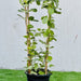 Mandevilla Splendens Or Yellow Bell Climber - Greensouq - 
