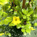 Mandevilla Splendens Or Yellow Bell Climber - Greensouq - 