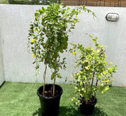 Mandevilla Splendens Or Yellow Bell Climber - Greensouq - 
