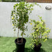 Mandevilla Splendens Or Yellow Bell Climber - Greensouq - 