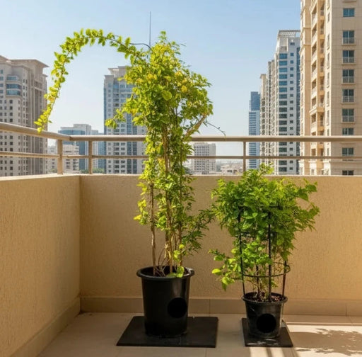 Mandevilla Splendens Or Yellow Bell Climber - Greensouq - 