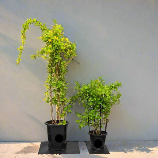 Mandevilla Splendens Or Yellow Bell Climber - Greensouq - 