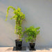 Mandevilla Splendens Or Yellow Bell Climber - Greensouq - 