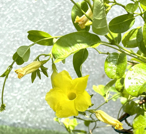 Mandevilla Splendens Or Yellow Bell Climber - Greensouq - 