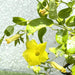 Mandevilla Splendens Or Yellow Bell Climber - Greensouq - 