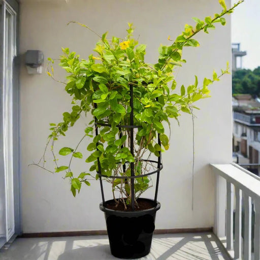 Mandevilla Splendens Or Yellow Bell Climber - Greensouq - 