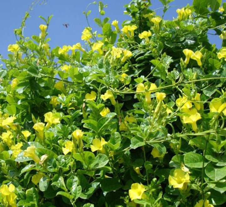 Mandevilla Splendens Or Yellow Bell Climber - Greensouq - 