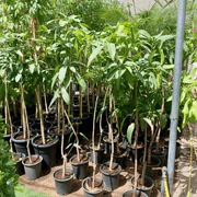 Mango Plant "Sindhri Pakistan" One of The World's Best Mangoes 1.4 - 1.6m - Greensouq - 